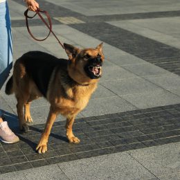 Barking Up the Wrong Tree: Unleashing Georgia’s Dog Bite Liability